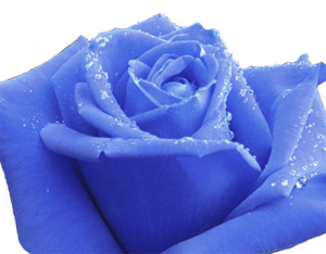 ���������� ��������� ���