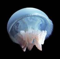 ������ ����� �������� �������� ��������� ������ �������