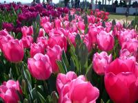 ������������� ��������� ���������