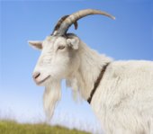 ���� ����� ������� � ������ ���������