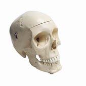 ���� ��������� �������